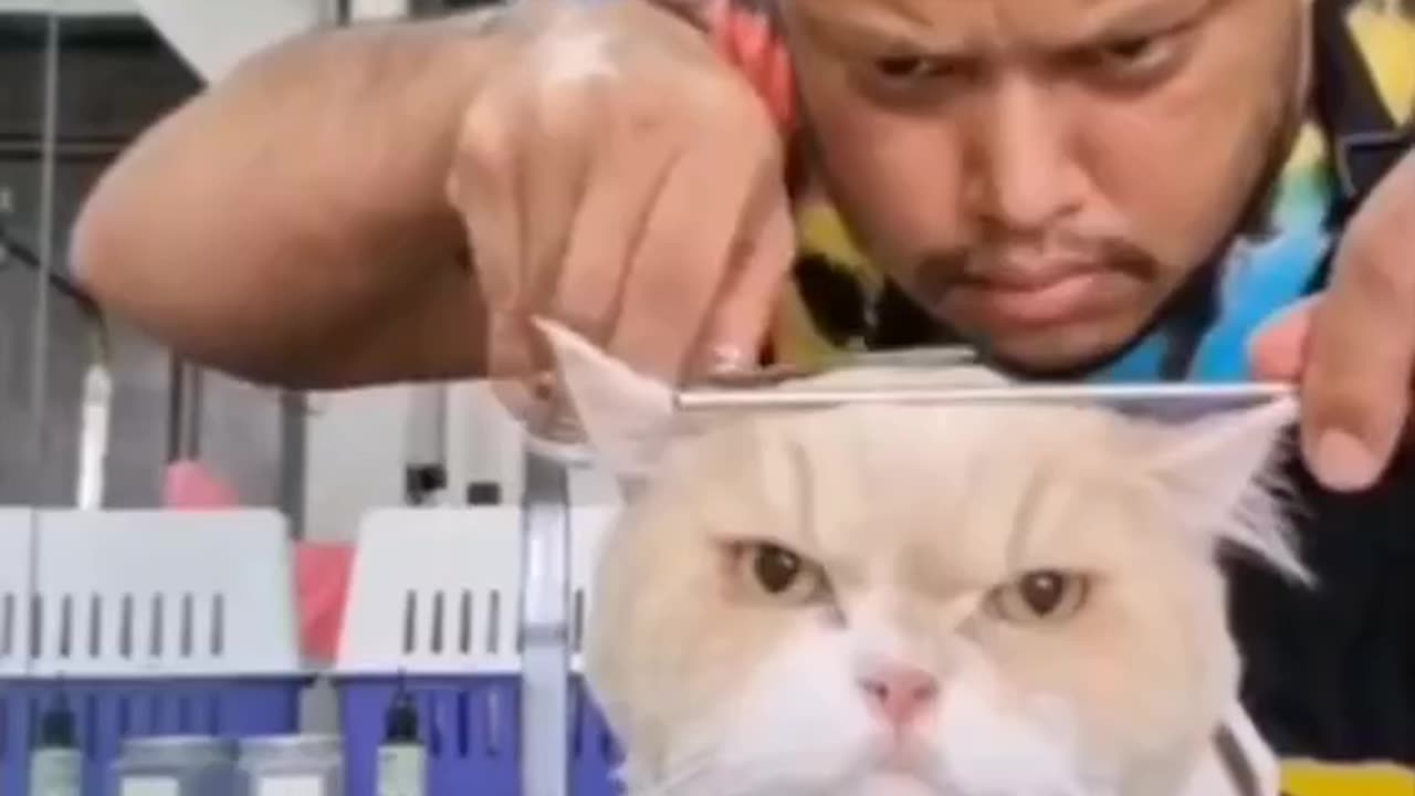 Ultimate FunnyCats