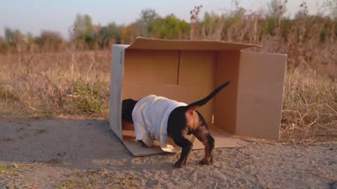 Little Rogue! Cute & funny dachshund dog video!