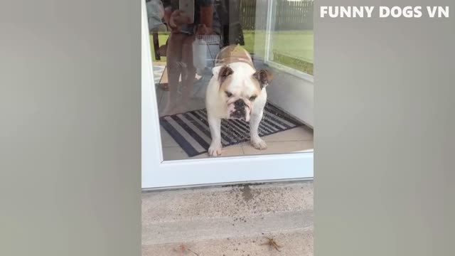 Funniest Dogs And Cats Videos - Best Funny Animal Videos 2022