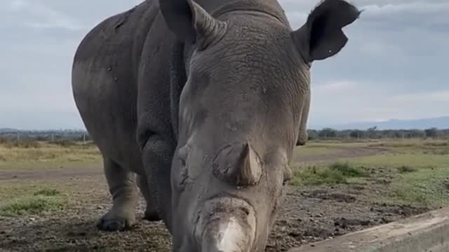 Wild animals zero distance from rhinos