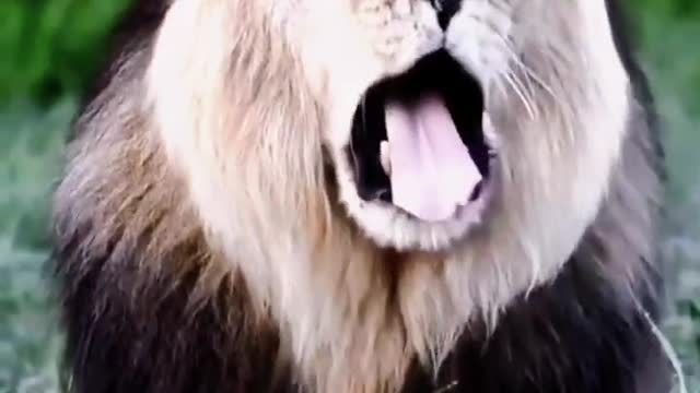 Lion big mouth wild animals in the world zero distance with shooting wild animals