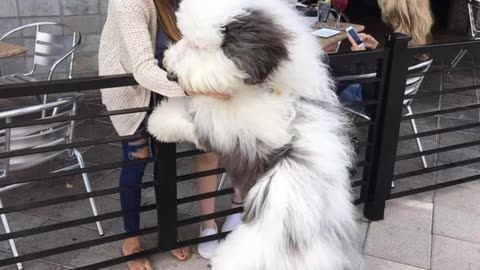 SO SO CUTE DOGS 🥰💕