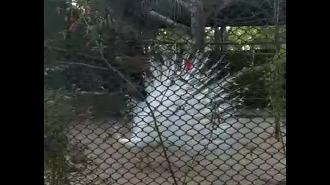 Beautiful white peacock 🦚