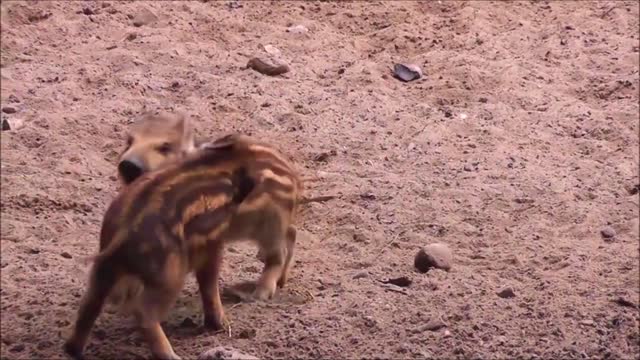 little pigs playing in the sand