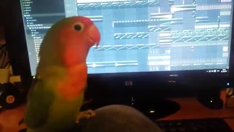 PArrot sing with insturment