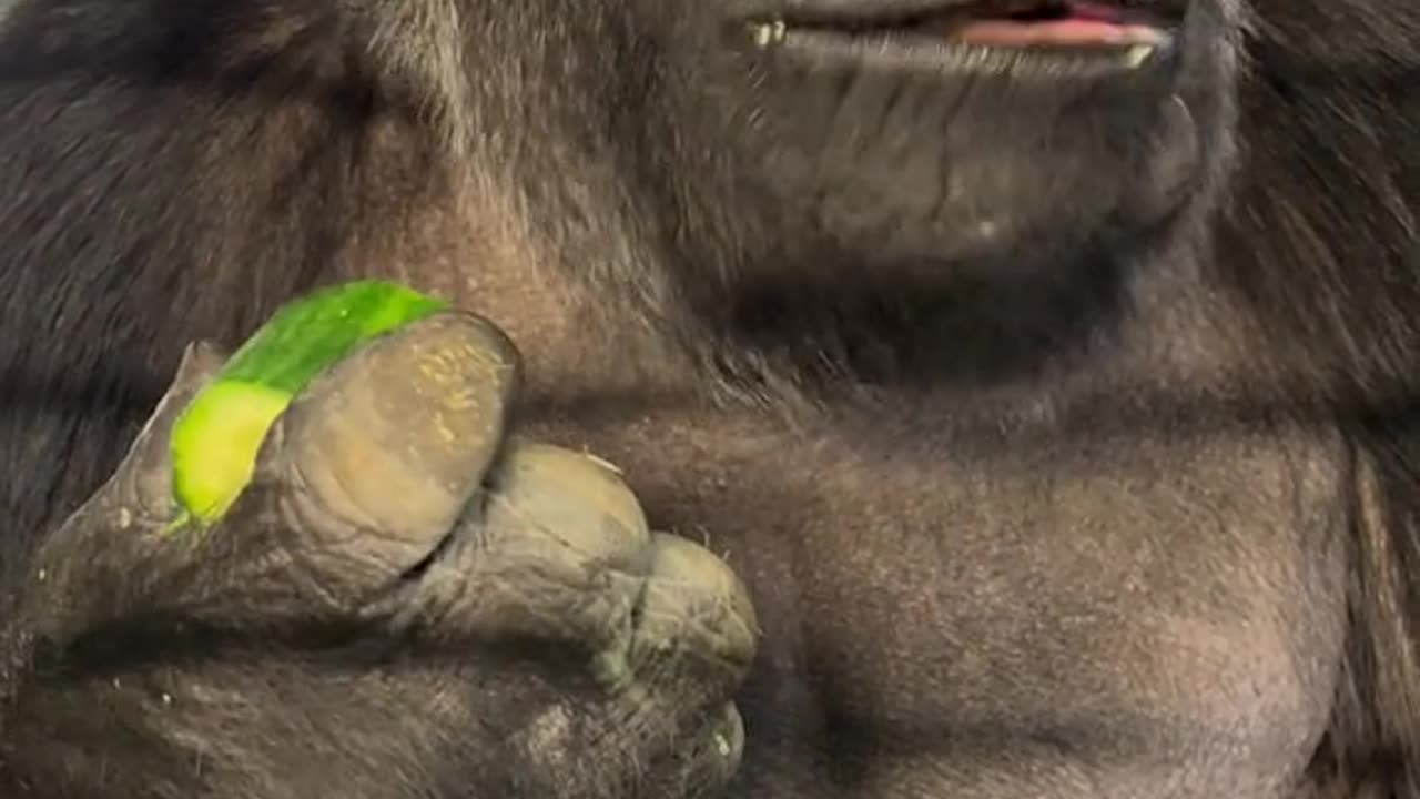 Crunch! #gorilla #animals #animalsoftiktok #animalvideo #wildlife #zookeeper