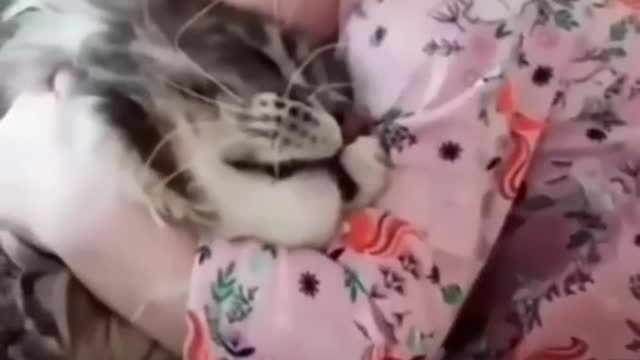 Funny cat vedios