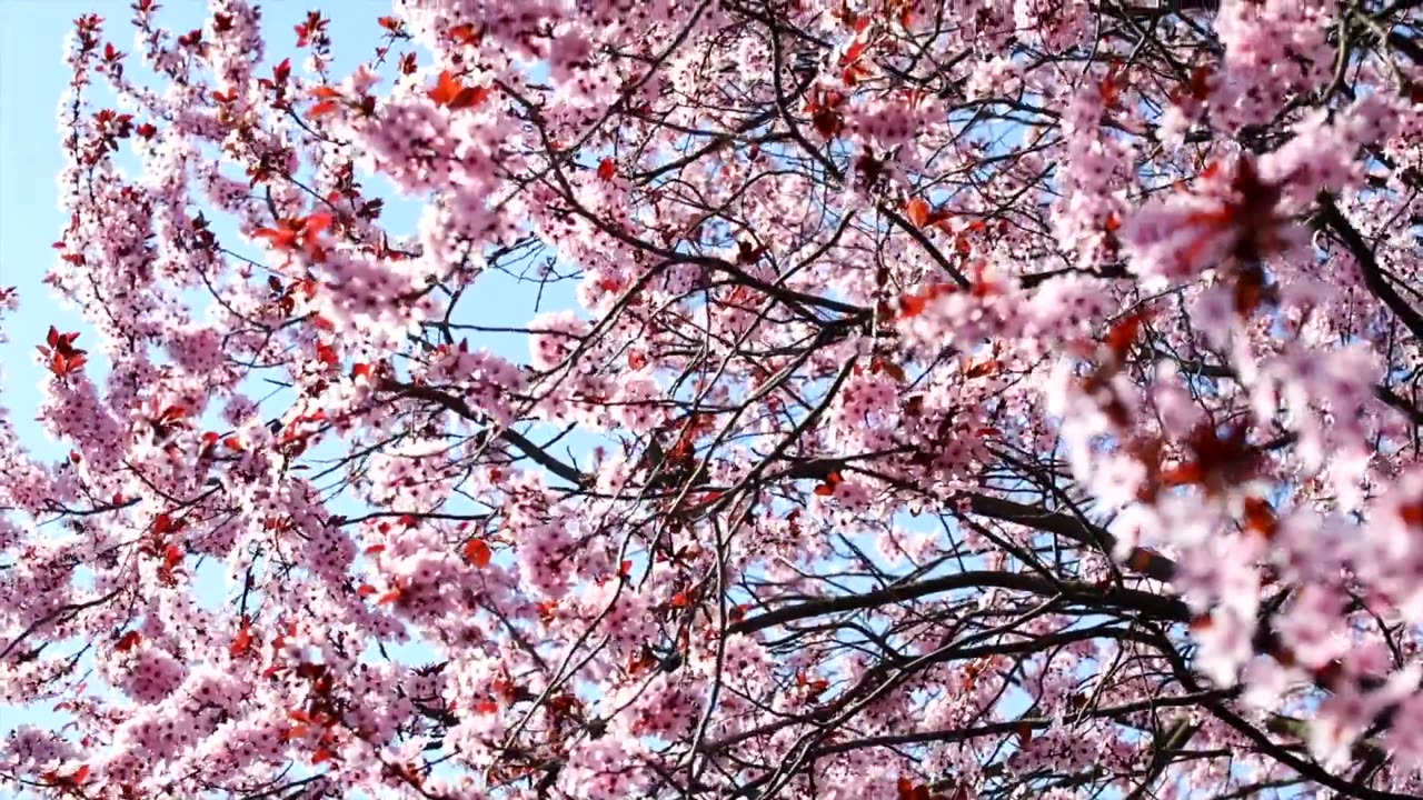 Beautiful flowers