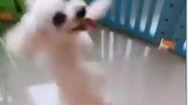 You will laugh at all the DOGS 🤣 Funny DOG Videos 😂🐶Part8