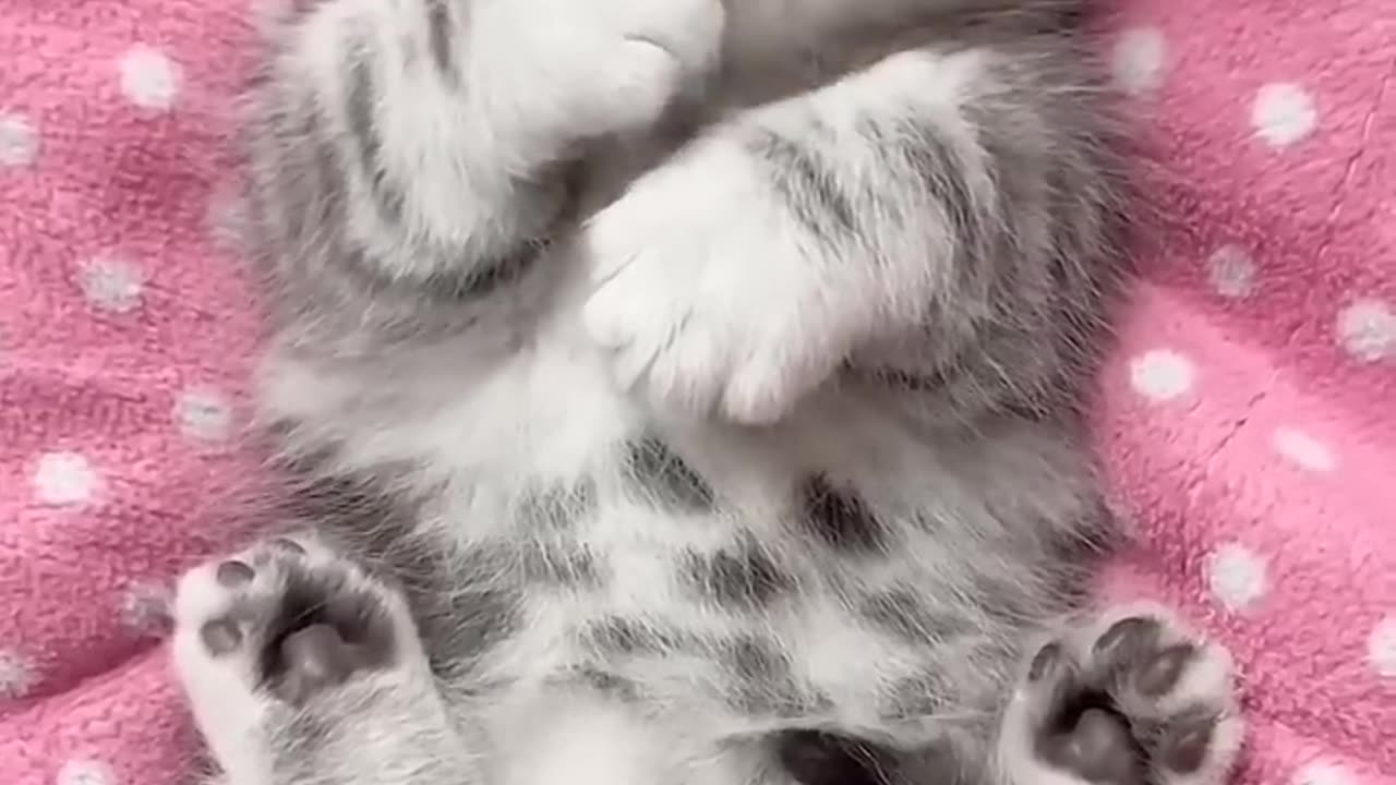 Funny animals video