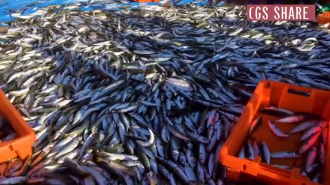 Processing of Seafood