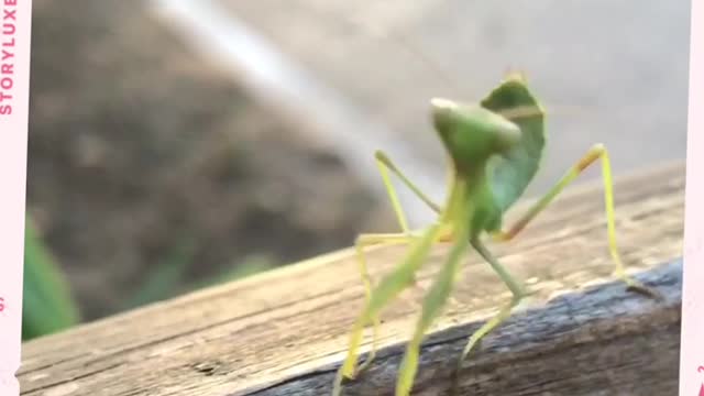 Танцующий богомол