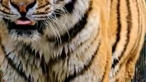 🐯 Тигр, невероятная мощь💛🔥