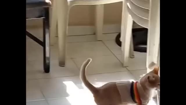 😱 When you see this video of the funniest cats on the planet, Funny Cats Life, you should laugh.