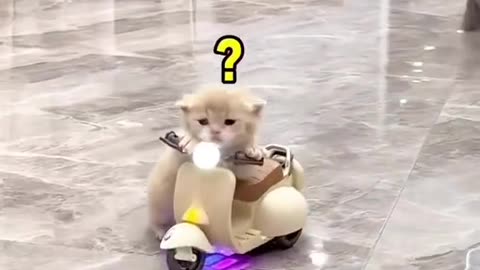 Cutest ever 🐕 🛵