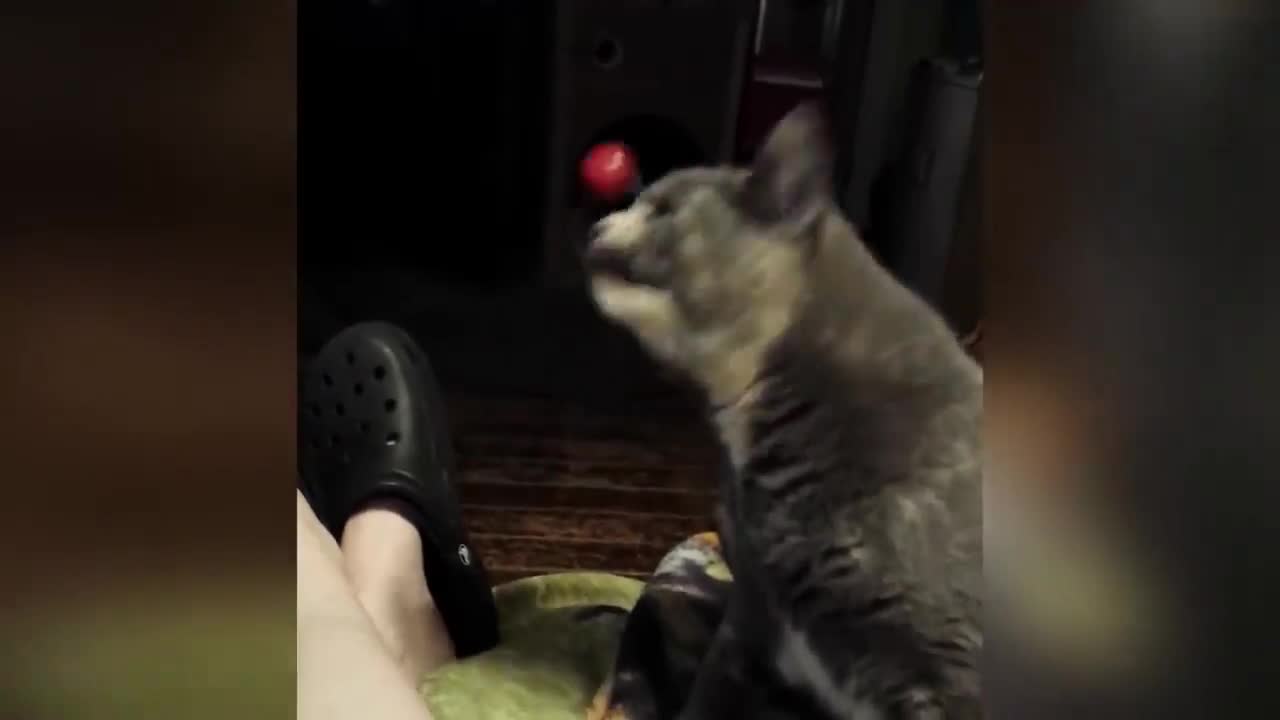 silly cat playing with cherry