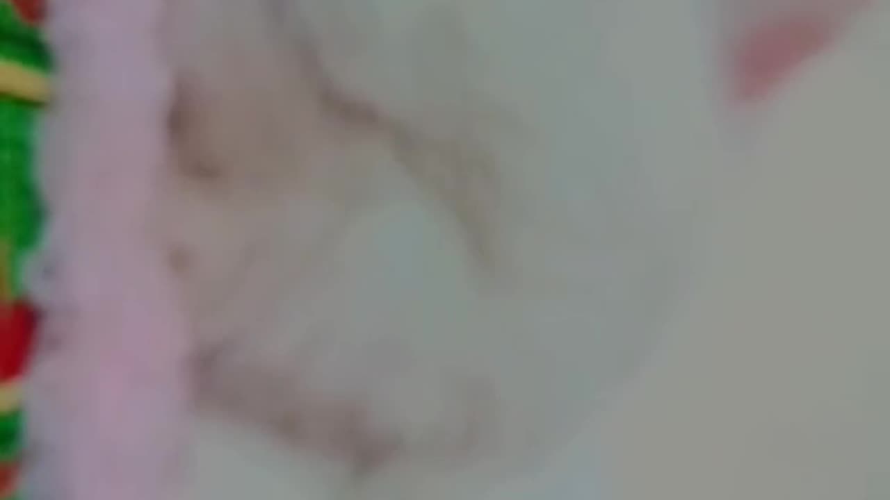 Cute and funny cat video.