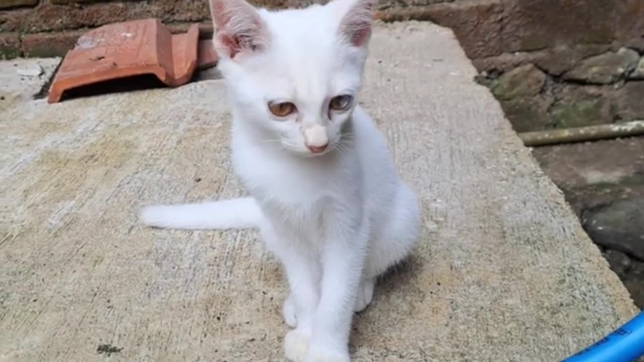 White cute Cate