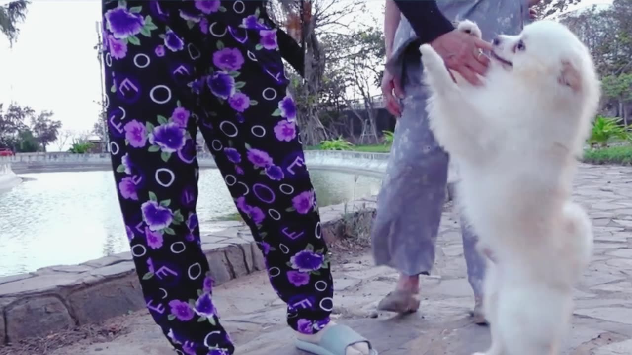 Funny Dog | Pets Lover | Short Videos | Rumble