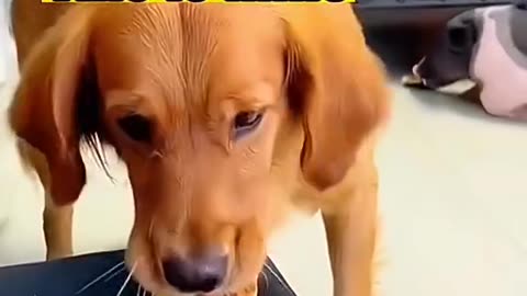 funny dog