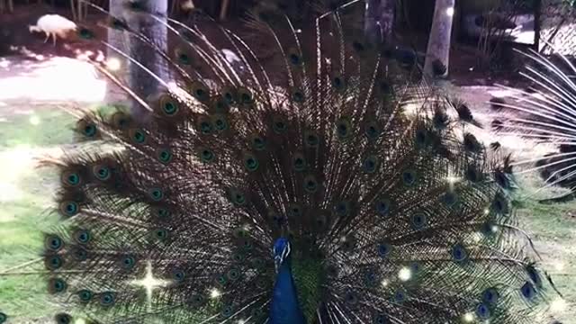 Wait till you get to know the peacock