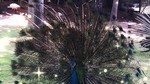 Wait till you get to know the peacock