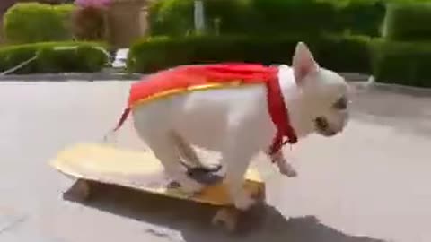 Skatedog 16