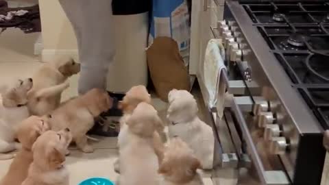 Hilarious hungry golden retriever babies