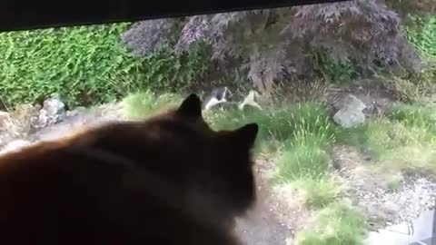 This cat 🐱is in love 😍