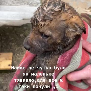 Ukrainian Rescues Dog from Storm Drain