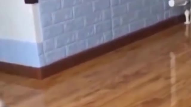 Cutest Animals Ever - Cat & Dog #Short # Dog