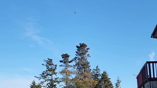 Crow Buzzes Around Bald Eagle