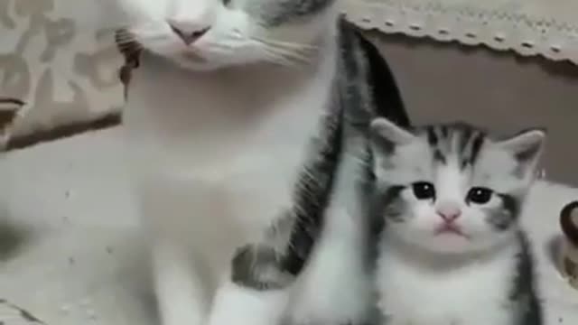 Like mother like daughter 💕 Cute cat video