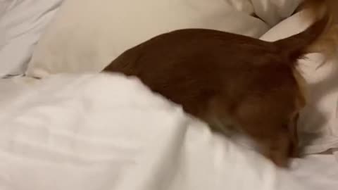 My dog when it's bedtime and she is getting ready to