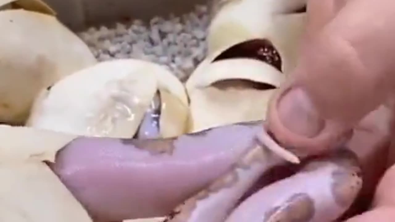 Snake 🐍⛎🐍 In Egg 🥚