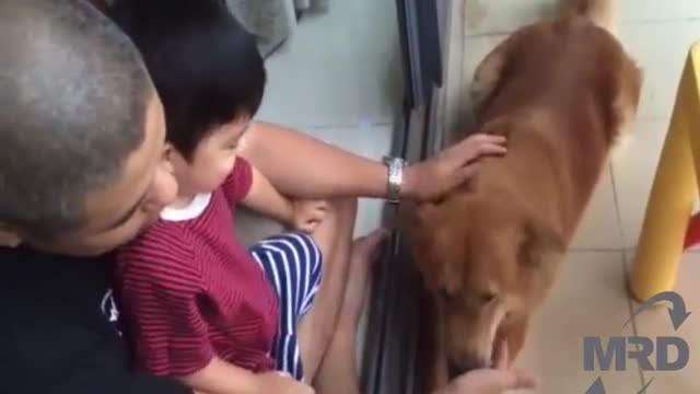 Dog Playing Baby Its just not a pet its a good friend