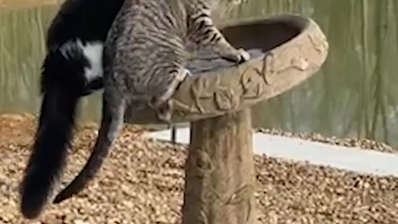 I cant with this pet