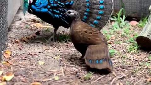 Monal phesent dancing male