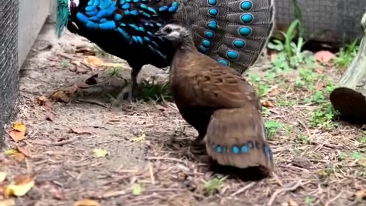 Monal phesent dancing male