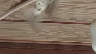 Baby birds