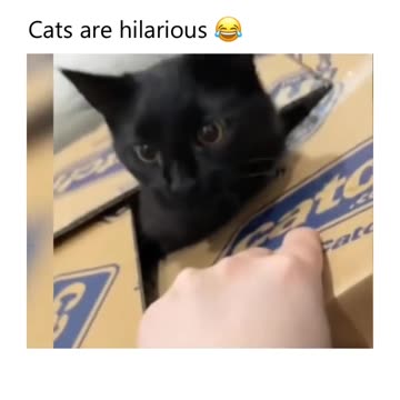 cats Are Hilarious 😂😂😂