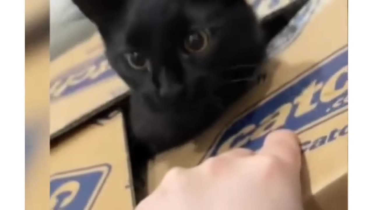 cats Are Hilarious 😂😂😂