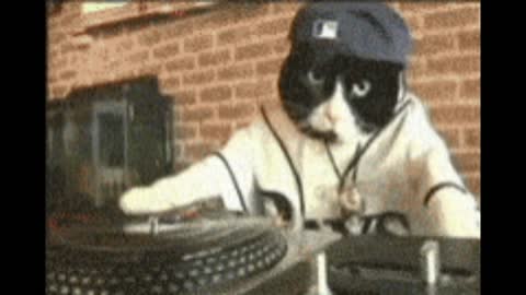 Dj cat gif video