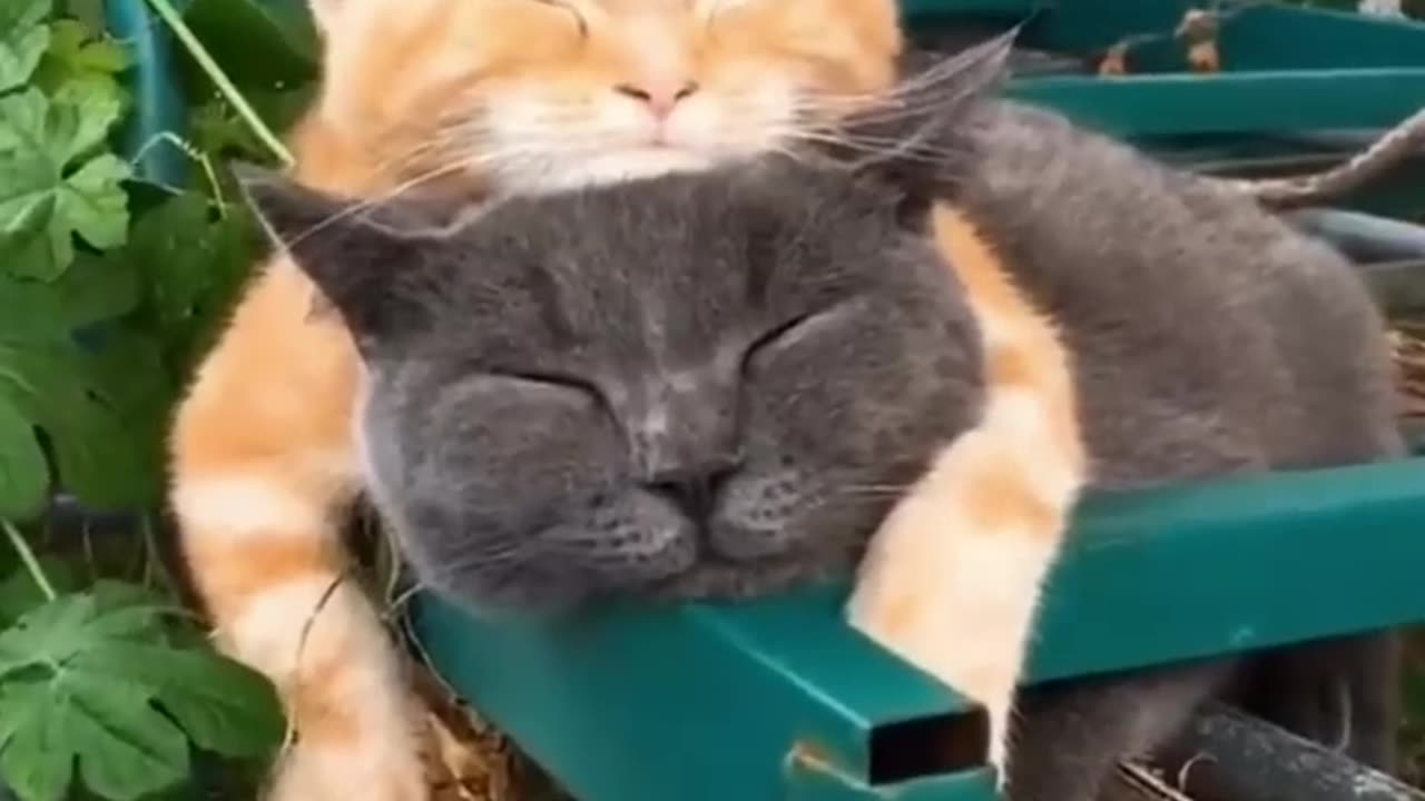 Funny animals 2023😆 - Funniest Cats and Dogs Video🐕🐈