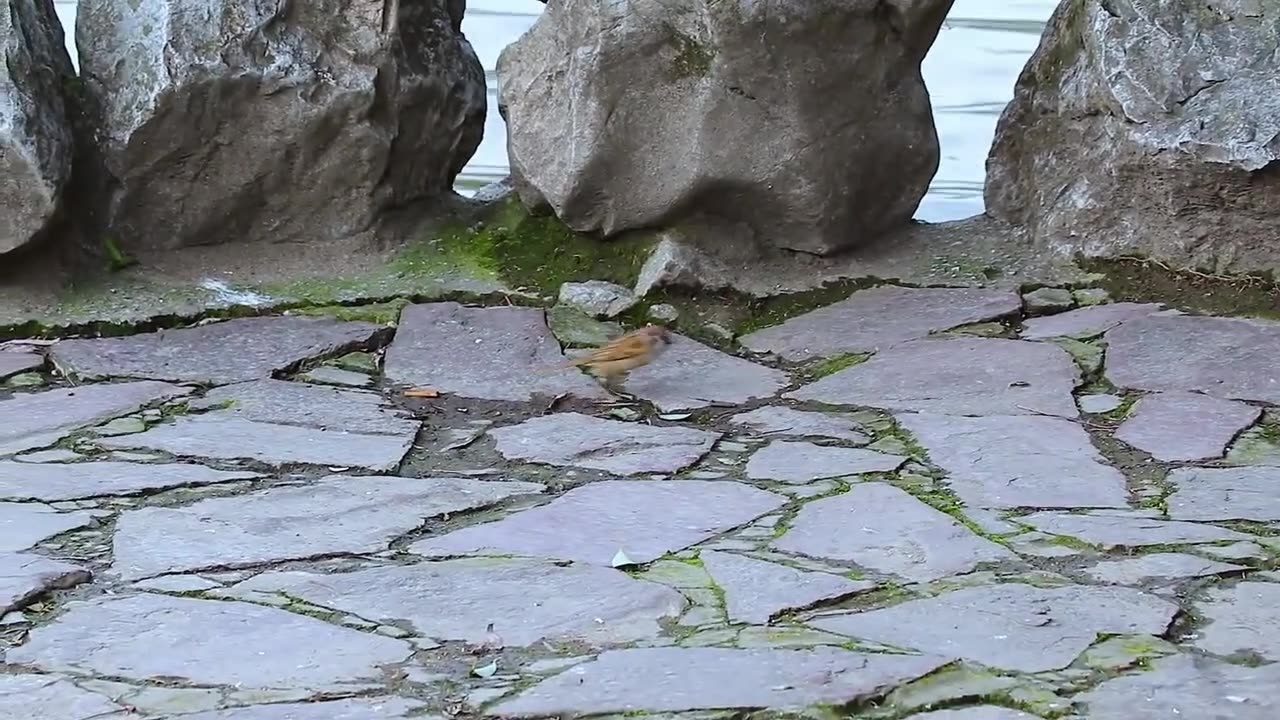 AMAZING BIRDS Beautiful birds inhabit all terrestrial on the planet earth.