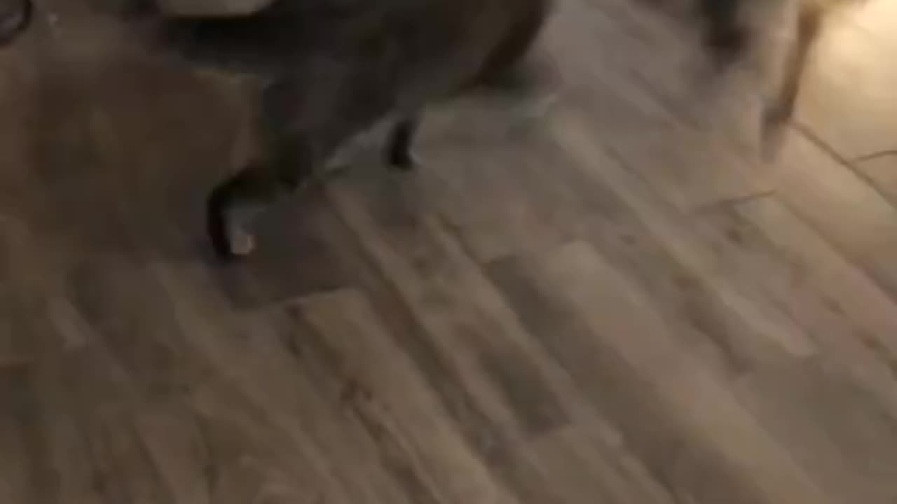 Funny cat & dog fight #shorts