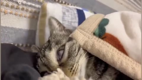 Funny Cats And Dog 2024