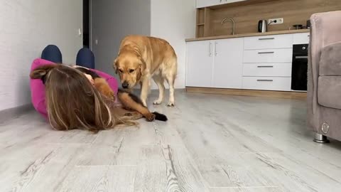 Dog reaction