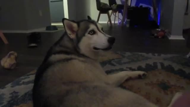 Vocal huskies let their owners know they re bored