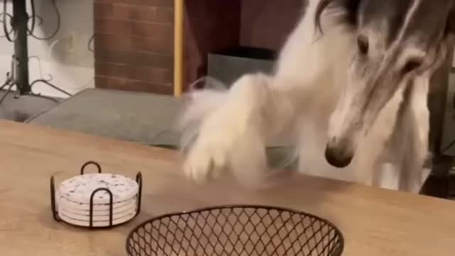 Best Compilation of Funny DOGS & Cute PUPPIES! -8